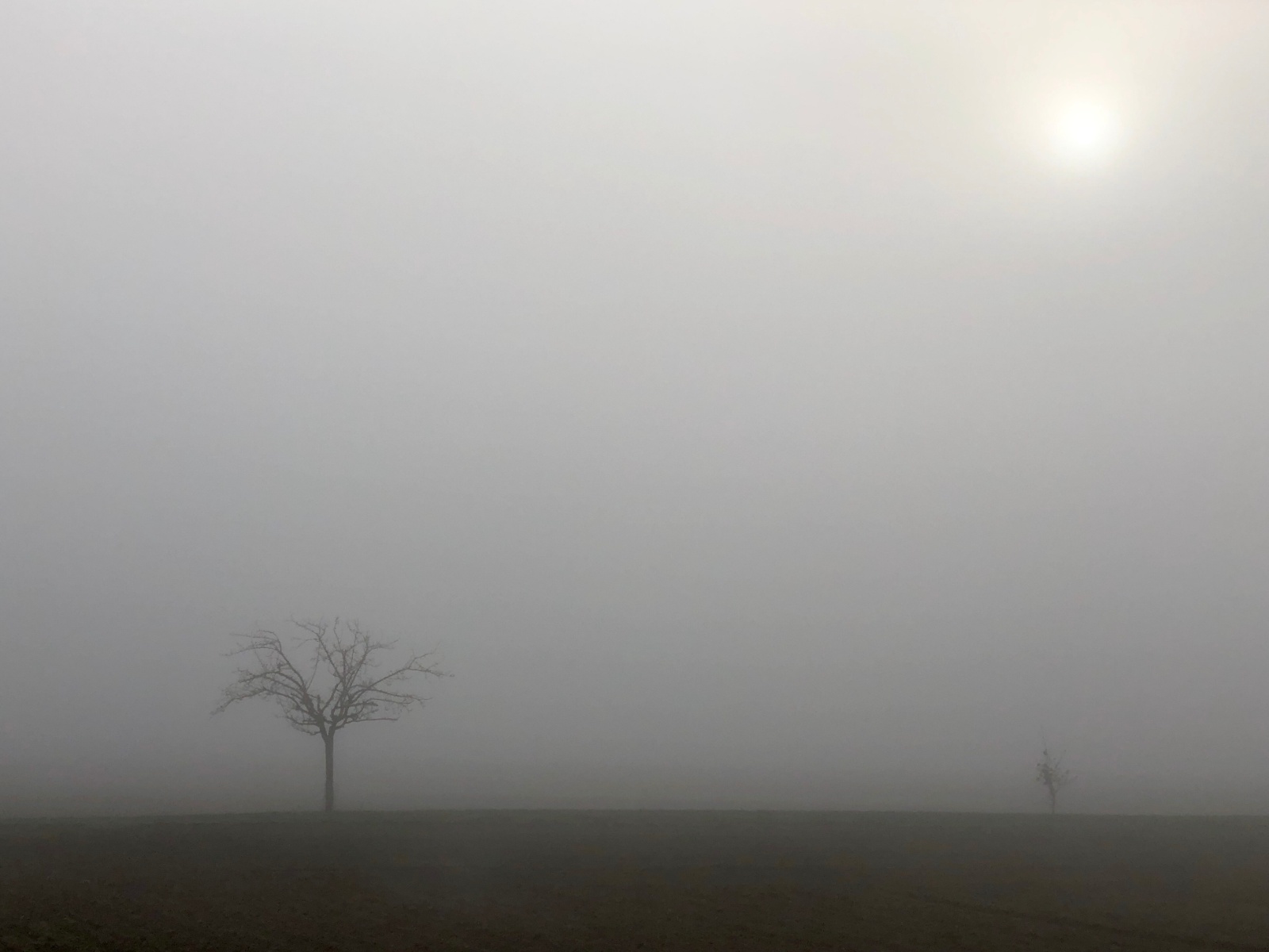 Morgennebel